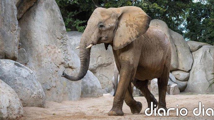 Muere la elefanta Miri, de Bioparc Valencia, tras un accidente fortuito con otro y herirse la arteria braquial