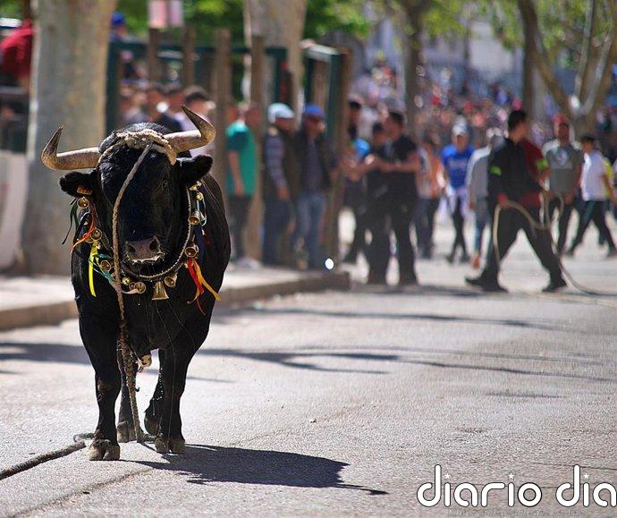 Muere un participante tras ser corneado en el desencajonamiento de los "toros ensogaos" en Beas de Segura (Jaén)