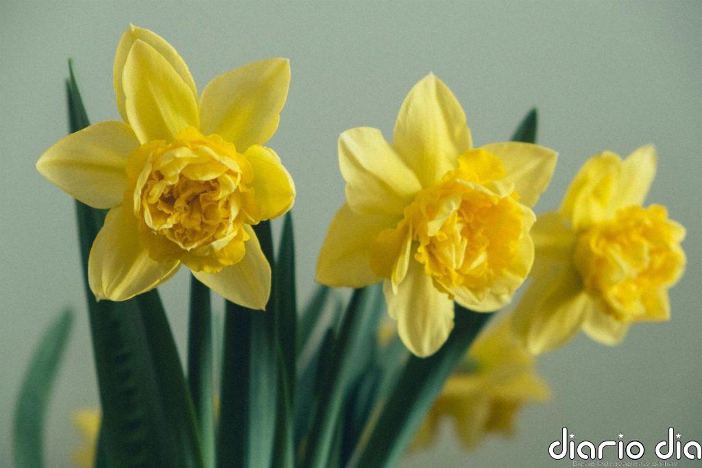 Ni rosas ni jacintos: las flores que pueden transformar tu jardín que además son fáciles de cuidar