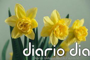 Ni rosas ni jacintos: las flores que pueden transformar tu jardín que además son fáciles de cuidar