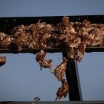 Organizaciones ecologistas rechazan la concesión de la Autorización Ambiental Integrada a la macrogranja de San Clemente