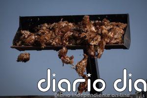 Organizaciones ecologistas rechazan la concesión de la Autorización Ambiental Integrada a la macrogranja de San Clemente