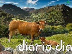 Ternera Asturiana reclama medidas urgentes ante la escasez de terneros para certificación