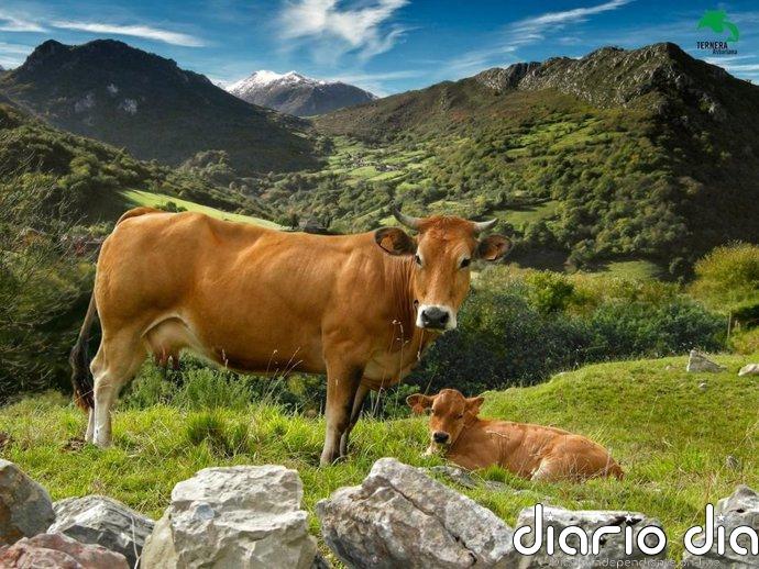 Ternera Asturiana reclama medidas urgentes ante la escasez de terneros para certificación
