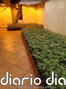 Un detenido y 1.000 plantas de marihuana incautadas en una casa de Lloret (Girona)