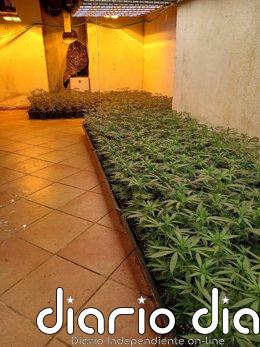 Un detenido y 1.000 plantas de marihuana incautadas en una casa de Lloret (Girona)