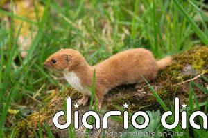 Un estudio liderado por la UCM adelanta tres millones de años el origen de la familia las comadrejas