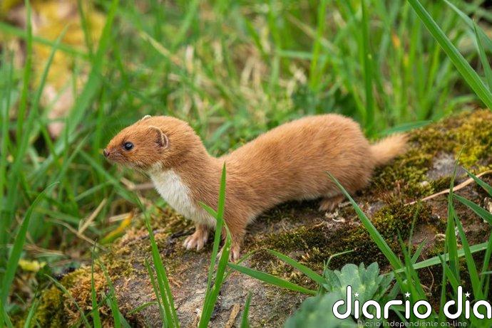 Un estudio liderado por la UCM adelanta tres millones de años el origen de la familia las comadrejas