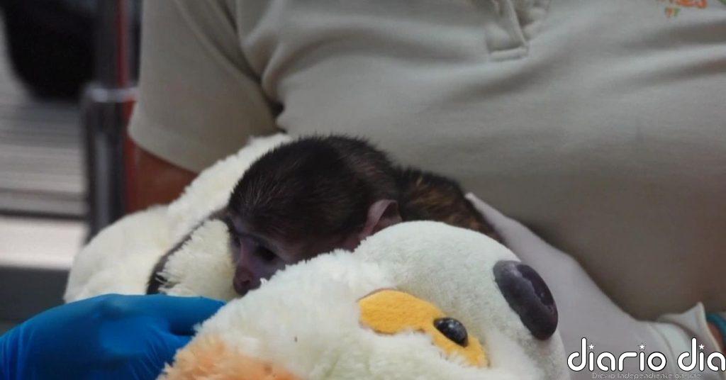 Yuji, el pequeño mono de un zoo de México que ha formado un vínculo con su peluche