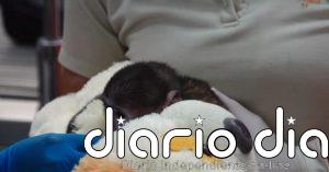 Yuji, el pequeño mono de un zoo de México que ha formado un vínculo con su peluche