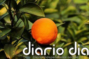 5 árboles frutales que puedes plantar que no levantan baldosas ni pavimento