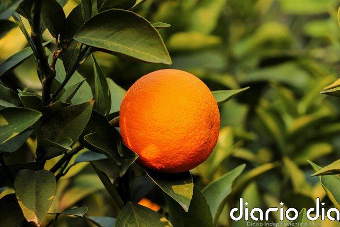 5 árboles frutales que puedes plantar que no levantan baldosas ni pavimento