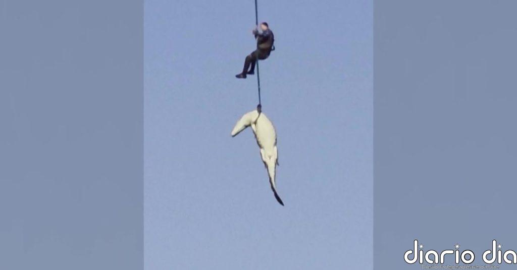 Curiosa intervención de la policía de Sudáfrica para buscar los restos de un desaparecido en la panza de un cocodrilo