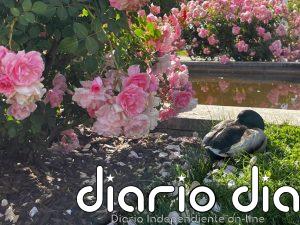 De floribundas a rosales en miniatura: el Parque del Oeste invita a descubrir la Rosaleda y su gran explosión de color