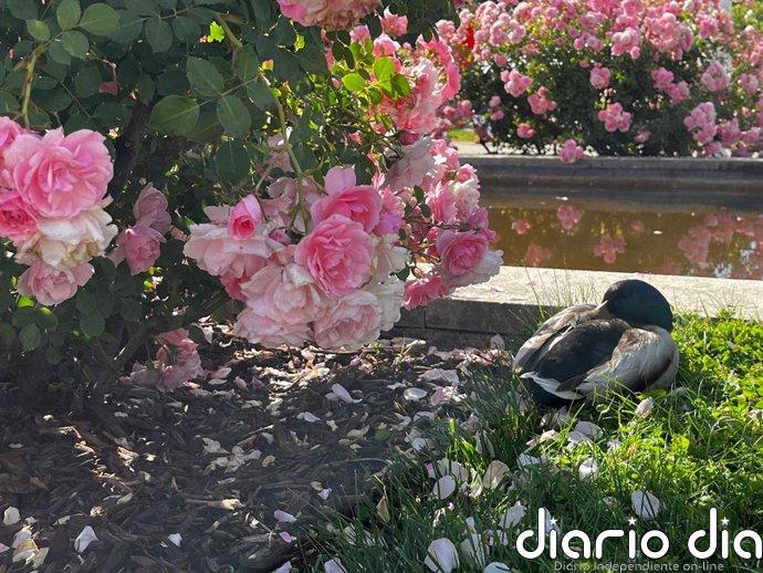 De floribundas a rosales en miniatura: el Parque del Oeste invita a descubrir la Rosaleda y su gran explosión de color