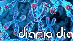 Descubren una mutación genética que mantiene 'jóvenes' las células inmunitarias y multiplica el riesgo de linfoma