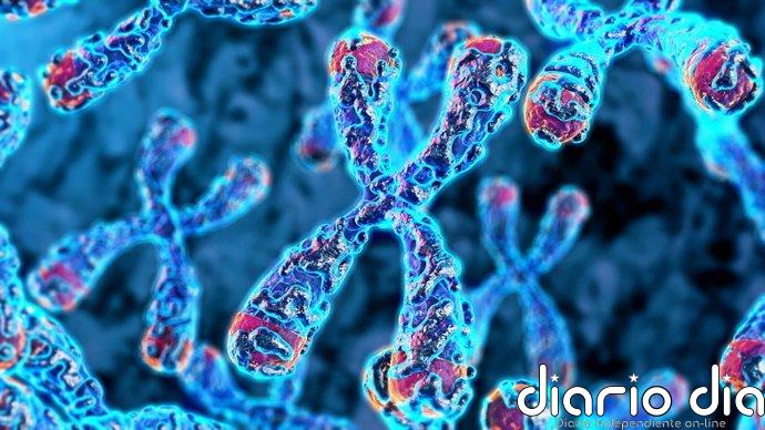 Descubren una mutación genética que mantiene 'jóvenes' las células inmunitarias y multiplica el riesgo de linfoma