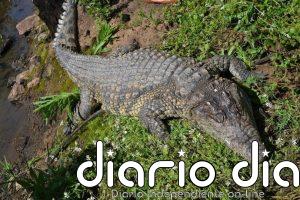 Descubren una nueva especie de pariente del cocodrilo, bípedo, y desdentado del período Triásico