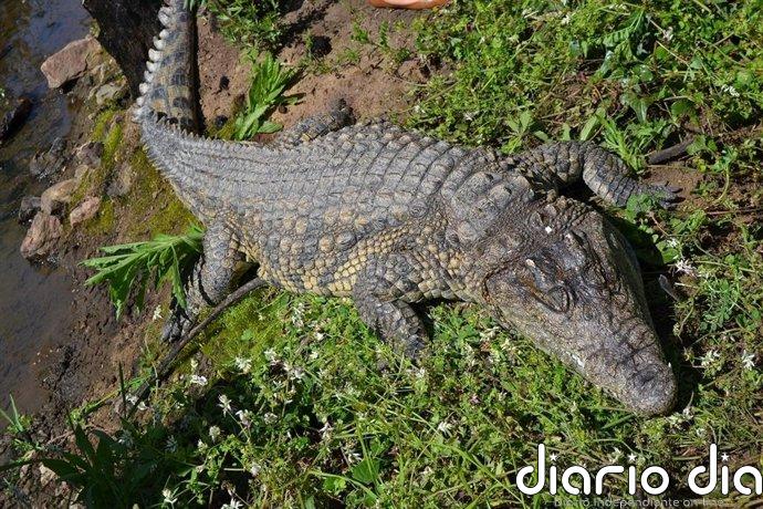 Descubren una nueva especie de pariente del cocodrilo, bípedo, y desdentado del período Triásico