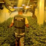 Desmantelados dos cultivos de marihuana en Benicarló y Torreblanca con más de 1.300 plantas