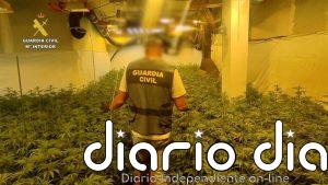 Desmantelados dos cultivos de marihuana en Benicarló y Torreblanca con más de 1.300 plantas