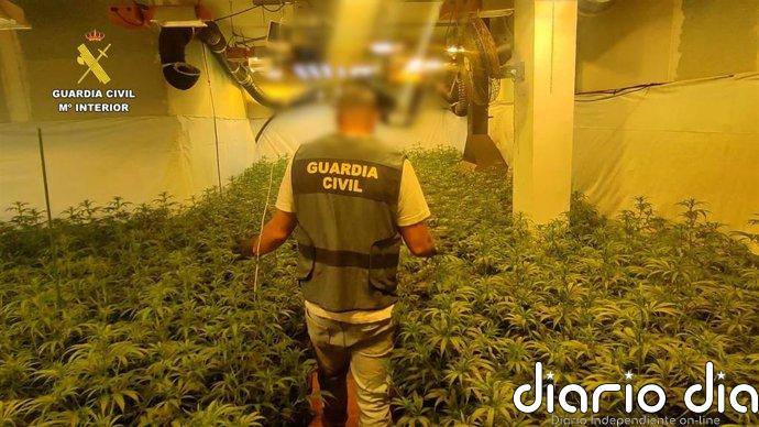 Desmantelados dos cultivos de marihuana en Benicarló y Torreblanca con más de 1.300 plantas