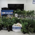 Desmantelan una plantación de marihuana en el sótano de una vivienda adosada del centro de Rota (Cádiz)