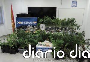Desmantelan una plantación de marihuana en el sótano de una vivienda adosada del centro de Rota (Cádiz)