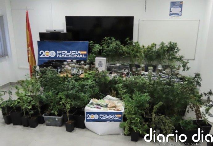 Desmantelan una plantación de marihuana en el sótano de una vivienda adosada del centro de Rota (Cádiz)