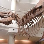 Desvelan por qué los dinosaurios carnívoros como el T. rex desarrollaron brazos diminutos