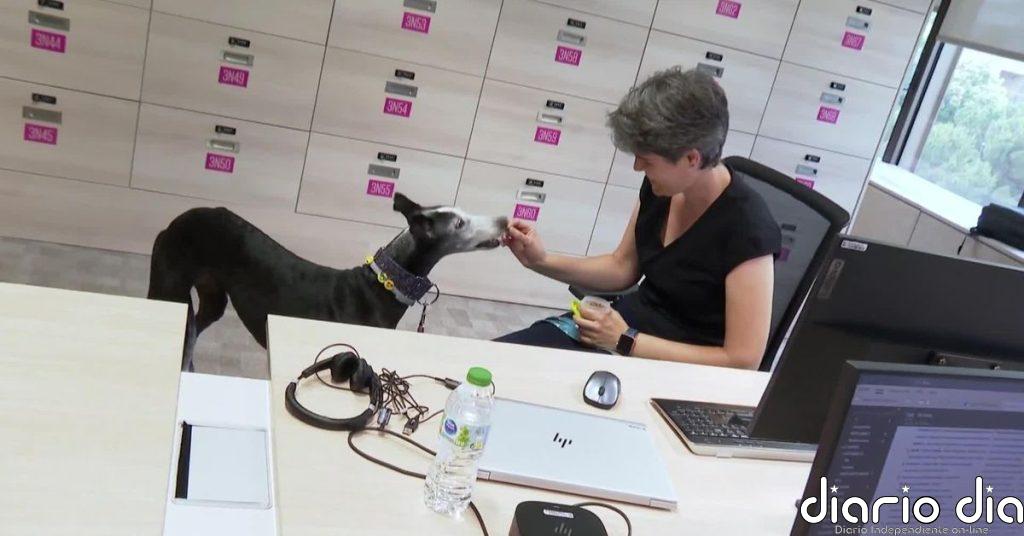 Día Nacional de la Nutrición, expertos insisten en la importancia de una buena alimentación en perros y gatos