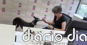 Día Nacional de la Nutrición, expertos insisten en la importancia de una buena alimentación en perros y gatos