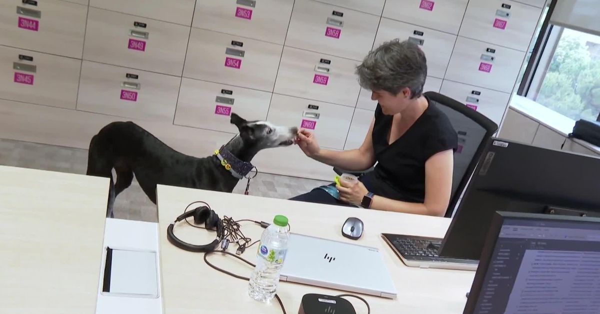 dia-nacional-de-la-nutricion-expertos-insisten-en-la-importancia-de-una-buena-alimentacion-en-perros-y-gatos.jpg