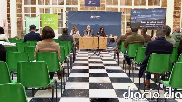 Diputación de Cádiz eleva a 600.000 euros las ayudas a nueve ayuntamientos para paliar los efectos del alga invasora