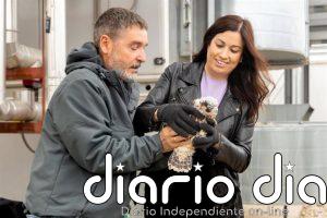 Dos nuevos pollos de halcón peregrino se incorporan al proyecto urbano de reintroducción de la especie en Zaragoza
