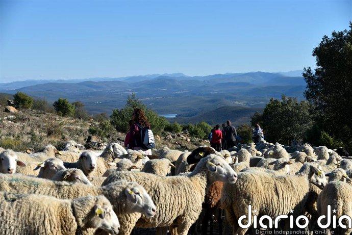 El BOE publica la declaración de la trashumancia en La Rioja como Bien de Interés Cultural (BIC)
