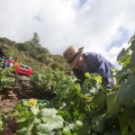 El BOR publica el listado de parcelas admisibles para cosecha en verde