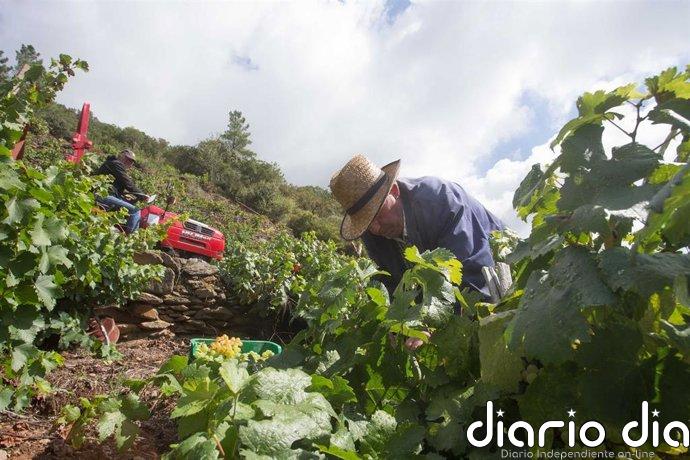El BOR publica el listado de parcelas admisibles para cosecha en verde