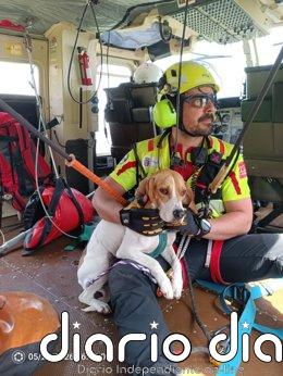 El helicóptero rescata a una perra enriscada en una canal de Picos de Europa
