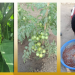 En África y Asia, fondo ambiental ayuda a agricultores a reescribir su historia con pesticidas