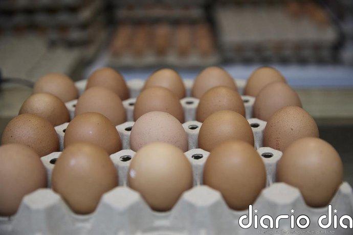 En el primer trimestre de 2026 se confirmaron 78 casos de salmonelosis en Navarra, más del doble de lo habitual