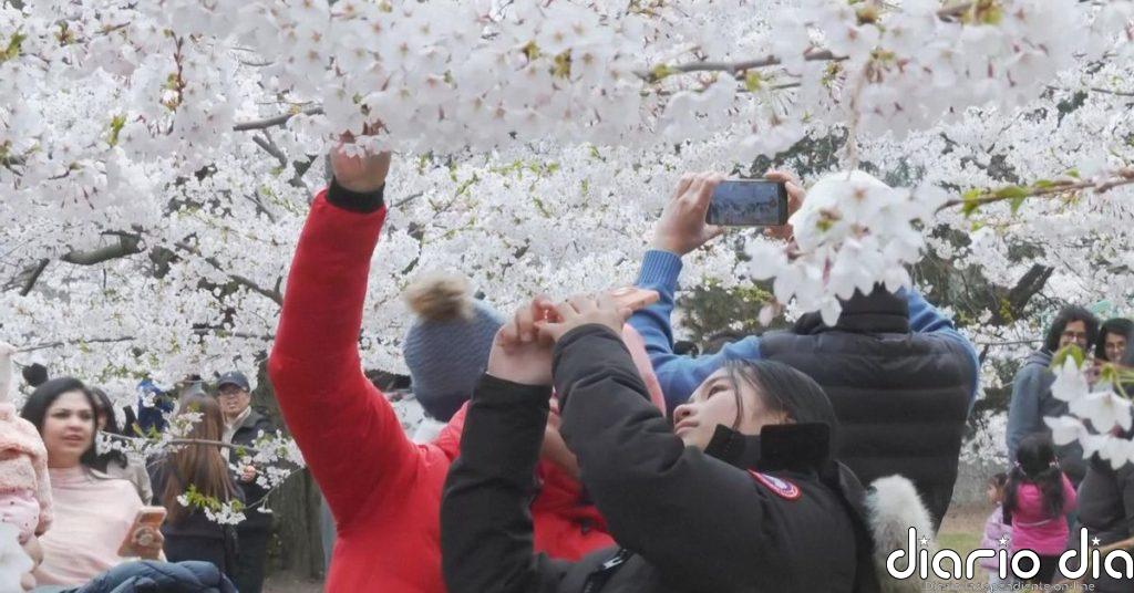 Estalla la primavera en todo su esplendor en Toronto con la floración de los cerezos y la visita de miles de turistas