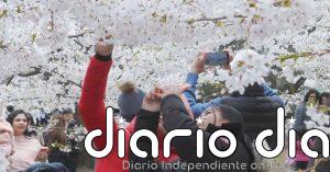 Estalla la primavera en todo su esplendor en Toronto con la floración de los cerezos y la visita de miles de turistas