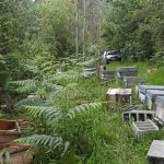 FAPAS constata que los osos se acercan a Oviedo atraídos por las colmenas instaladas en entornos forestales