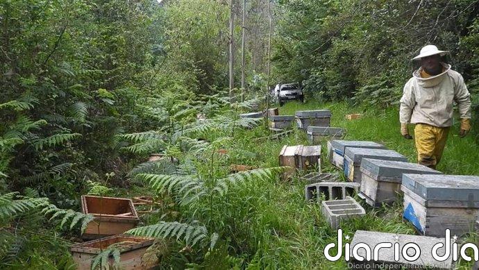 FAPAS constata que los osos se acercan a Oviedo atraídos por las colmenas instaladas en entornos forestales