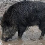 Filipinas levanta las restricciones a las exportaciones españolas de porcino