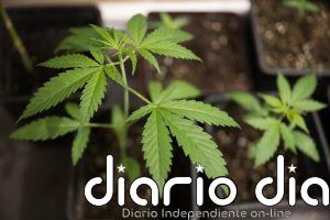 Fiscalía pide más de 4 años de cárcel para un hombre acusado de tráfico de drogas en Villarrobledo