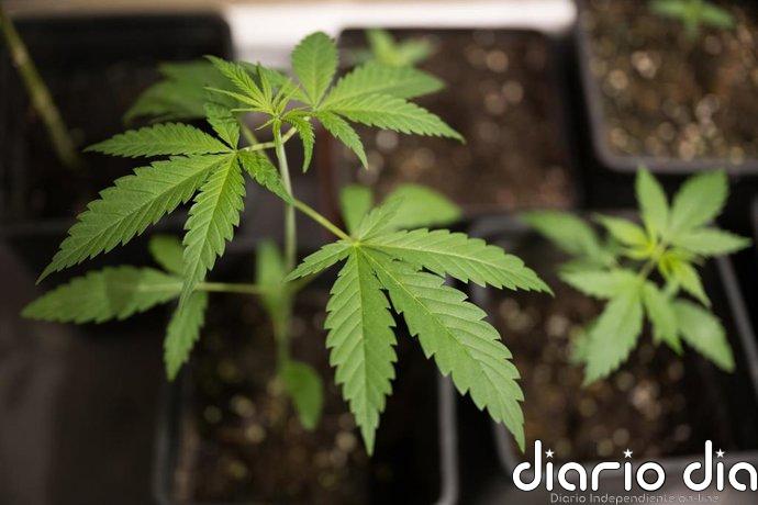 Fiscalía pide más de 4 años de cárcel para un hombre acusado de tráfico de drogas en Villarrobledo