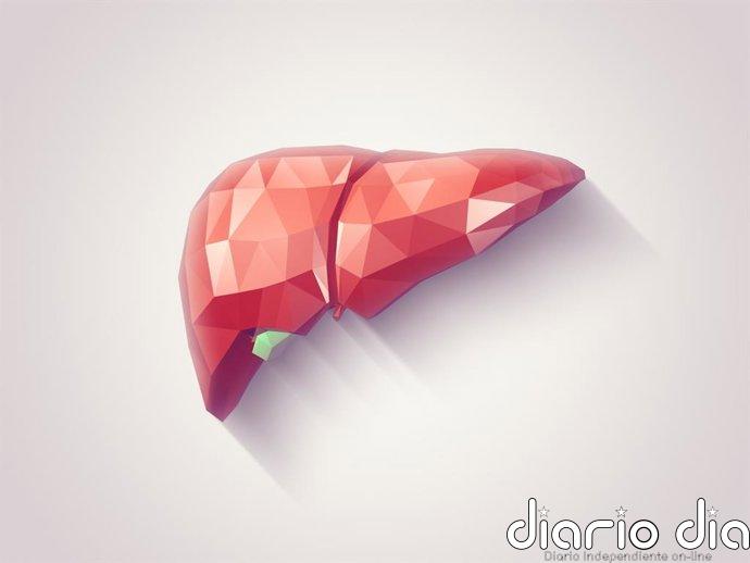 Hígado graso y riesgo cardíaco: el preocupante vínculo con la placa arterial inestable