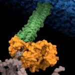 Identifican el punto débil de una de las bacterias hospitalarias más resistentes a los antibióticos
